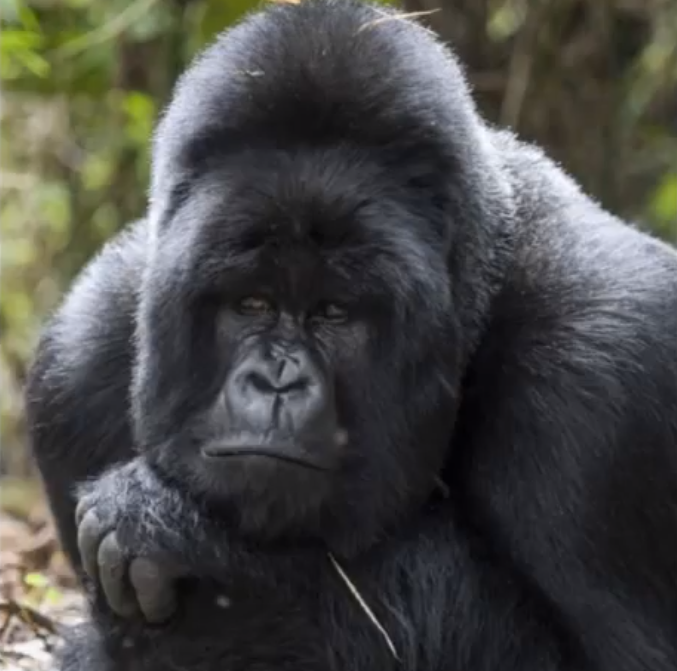 bildextra, Tvillingar, söta, Gorilla, bebisar, Djungel